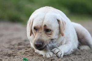 Dog playing in the sand. Labrador retriever playing on the beach photo