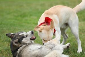 Dogs playing in the park. Husky with labrador retriever playing in the park photo