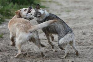 Dogs playing in the sand. Husky with labrador retriever playing on the beach photo