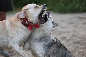 Dogs playing in the sand. Husky with labrador retriever playing on the beach photo