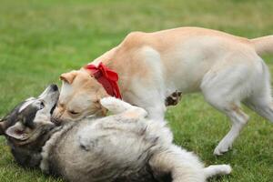 Dogs playing in the park. Husky with labrador retriever playing in the park photo