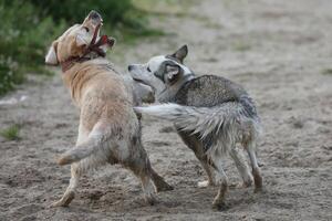 Dogs playing in the sand. Husky with labrador retriever playing on the beach photo