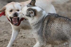Dogs playing in the sand. Husky with labrador retriever playing on the beach photo