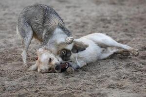 Dogs playing in the sand. Husky with labrador retriever playing on the beach photo