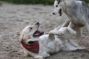 Dogs playing in the sand. Husky with labrador retriever playing on the beach photo