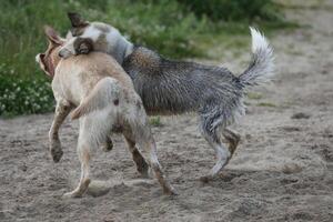 Dogs playing in the sand. Husky with labrador retriever playing on the beach photo