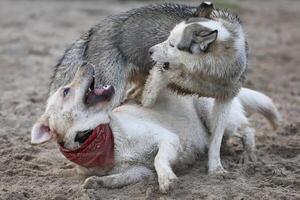 Dogs playing in the sand. Husky with labrador retriever playing on the beach photo