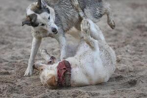 Dogs playing in the sand. Husky with labrador retriever playing on the beach photo