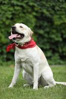 Cute labrador retriever in red bandana in the park photo