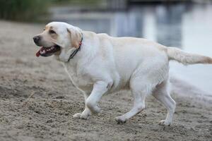 Dog playing in the sand. Labrador retriever playing on the beach photo