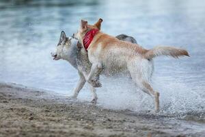 Dogs playing in the water. Husky with labrador retriever playing on the beach photo