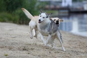Dogs playing in the sand. Husky with labrador retriever playing on the beach photo