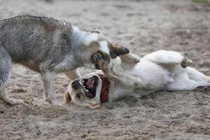 Dogs playing in the sand. Husky with labrador retriever playing on the beach photo