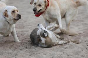 Dogs playing in the sand. Husky with labrador retriever playing on the beach photo