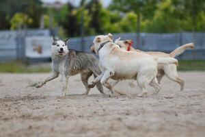 Dogs playing in the sand. Husky with labrador retriever playing on the beach photo