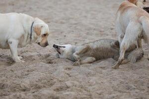 Dogs playing in the sand. Husky with labrador retriever playing on the beach photo