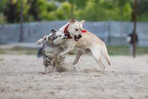 Dogs playing in the sand. Husky with labrador retriever playing on the beach photo