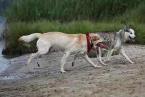 Dog playing in the sand. Labrador retriever playing on the beach photo