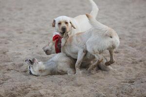 Dogs playing in the sand. Husky with labrador retriever playing on the beach photo