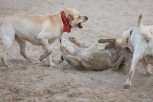 Dogs playing in the sand. Husky with labrador retriever playing on the beach photo