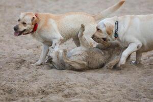 Dogs playing in the sand. Husky with labrador retriever playing on the beach photo
