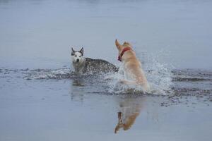 Dogs playing in the water. Husky with labrador retriever playing on the beach photo