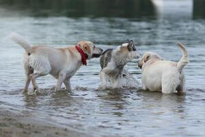 Dogs playing in the water. Husky with labrador retriever playing on the beach photo