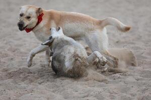 Dogs playing in the sand. Husky with labrador retriever playing on the beach photo