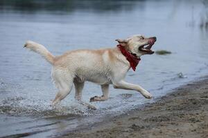 Dog playing in the water. Labrador retriever playing on the beach photo