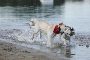 Dogs playing in the water. Husky with labrador retriever playing on the beach photo