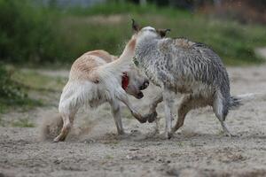 Dogs playing in the sand. Husky with labrador retriever playing on the beach photo