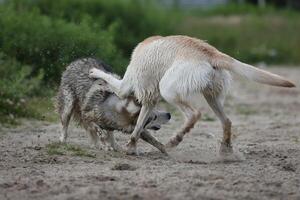 Dogs playing in the sand. Husky with labrador retriever playing on the beach photo