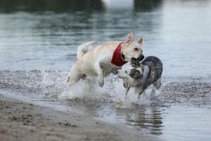 Dogs playing in the water. Husky with labrador retriever playing on the beach photo
