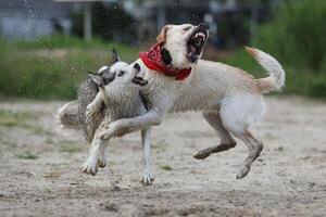Dogs playing in the sand. Husky with labrador retriever playing on the beach photo