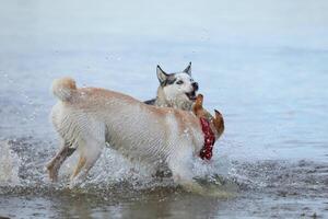 Dogs playing in the water. Husky with labrador retriever playing on the beach photo