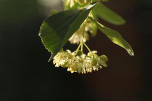 Light green flowers of linden tree. Summer linden blossom close up photo