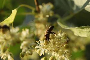 Light green flowers of linden tree. Summer linden blossom close up photo