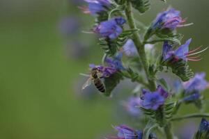 Purple flowers of viper's bugloss in the nature. Wild meadow photo