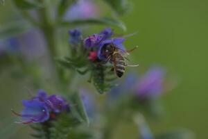 Purple flowers of viper's bugloss in the nature. Wild meadow photo