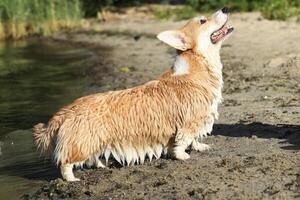 Cute pembroke welsh corgi having fun on the beach with sand photo