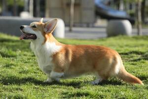 Cute welsh corgi pembroke walking in the summer park photo