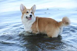 Cute pembroke welsh corgi having fun in the water on the beach photo
