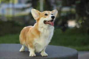 Cute welsh corgi pembroke walking in the summer park photo