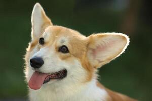 Cute welsh corgi pembroke walking in the summer park photo