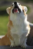 Cute welsh corgi pembroke walking in the summer park photo