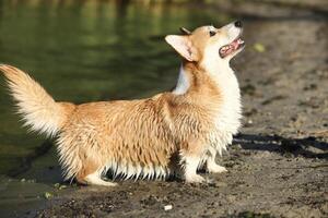 Cute pembroke welsh corgi having fun on the beach with sand photo