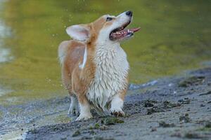 Cute pembroke welsh corgi having fun on the beach with sand photo