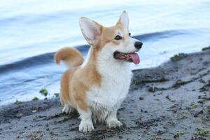 Cute pembroke welsh corgi having fun on the beach with sand photo