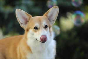 Cute welsh corgi pembroke walking in the summer park photo