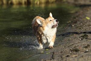 Cute pembroke welsh corgi having fun on the beach with sand photo